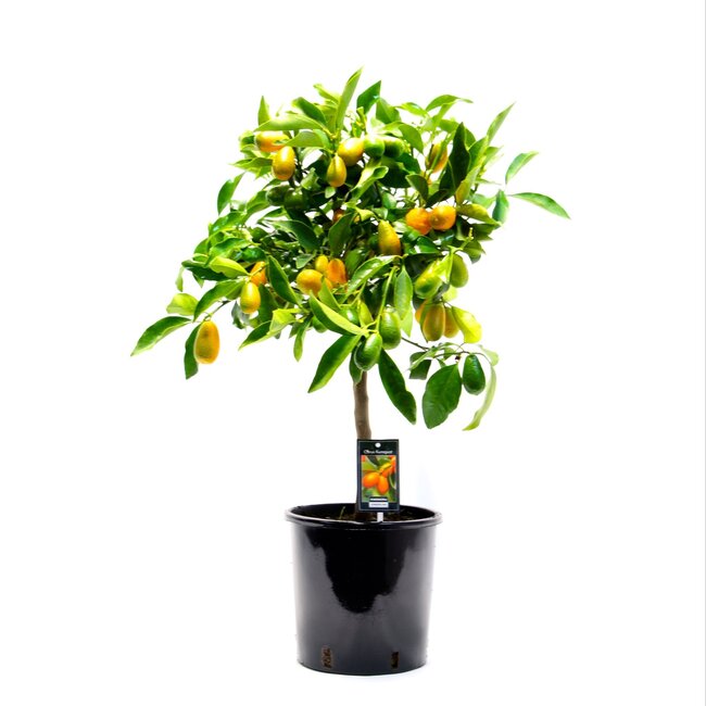 Citrus Kumquat Gigante