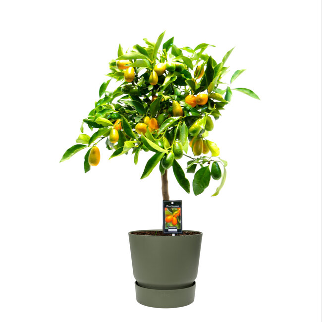 Citrus Kumquat Gigante in ELHO outdoor sierpot Greenville Rond (groen)