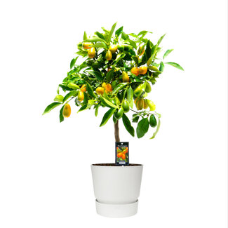 Citrus Kumquat Gigante in ELHO outdoor sierpot Greenville Rond (wit)