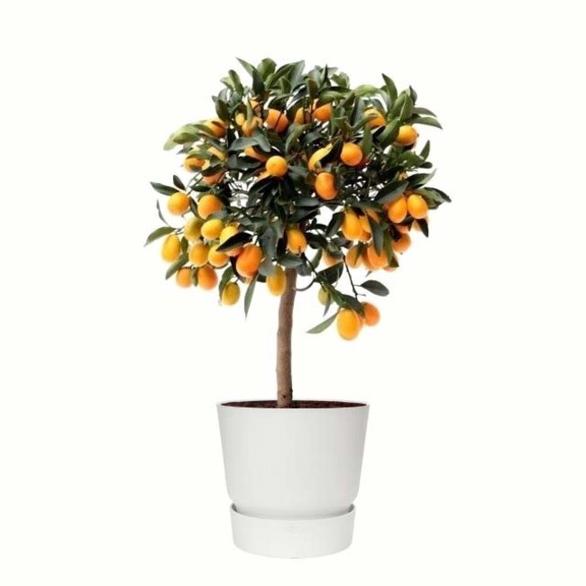 Citrus Kumquat in ELHO outdoor sierpot Greenville Rond (wit)