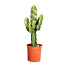 Euphorbia cactus (Erytrea)