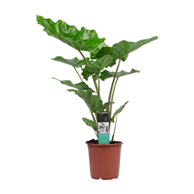 Decorum Alocasia portadora