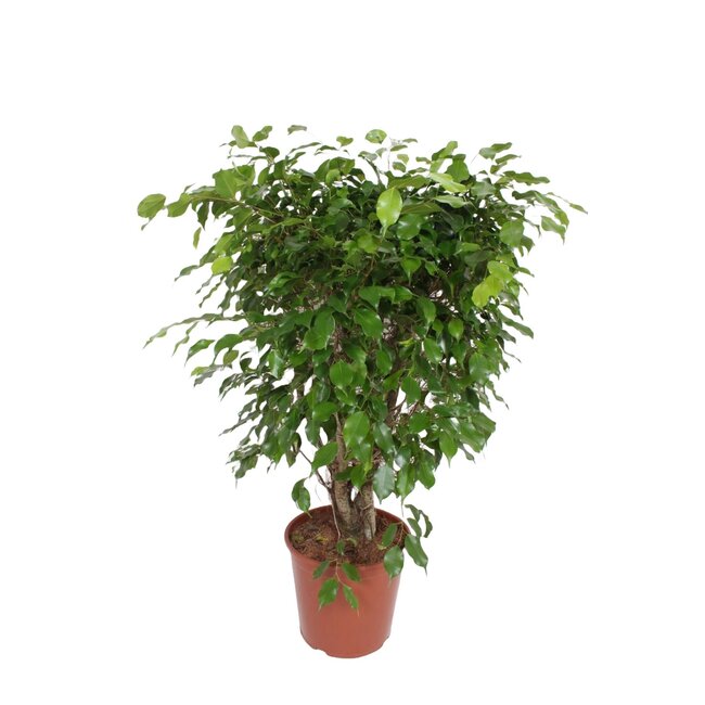 Ficus Exotica