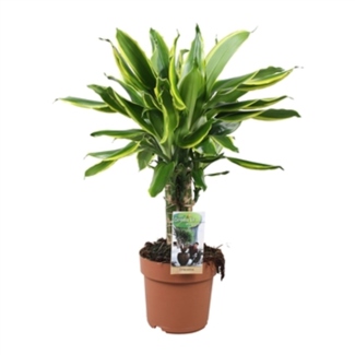 Dracaena Golden Coast (carroussel)