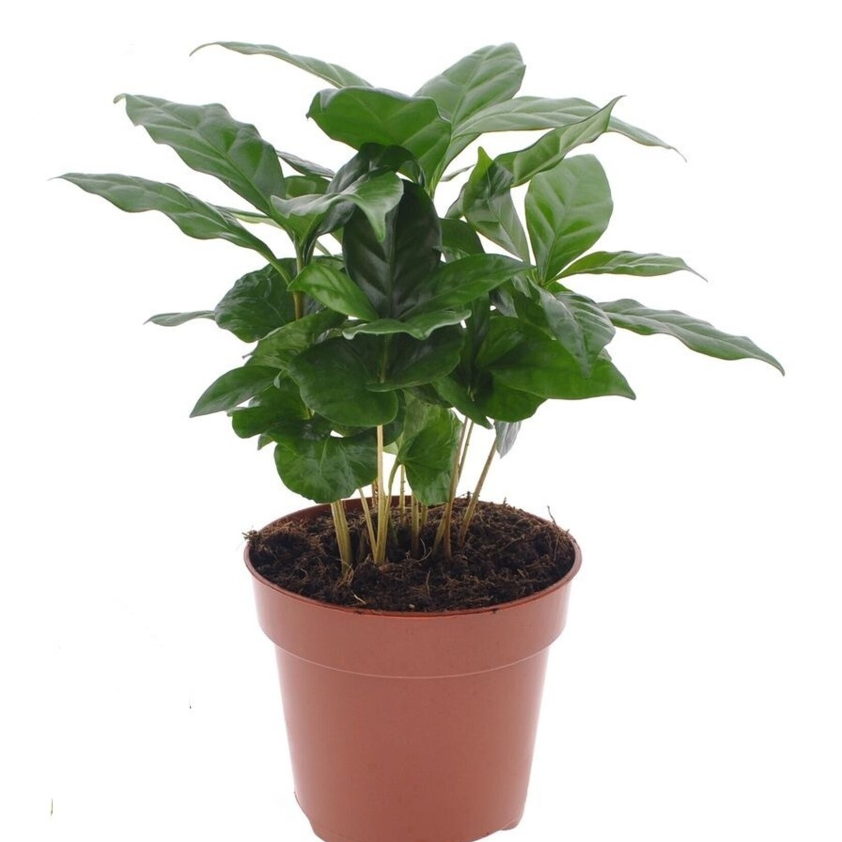 Koffie plant