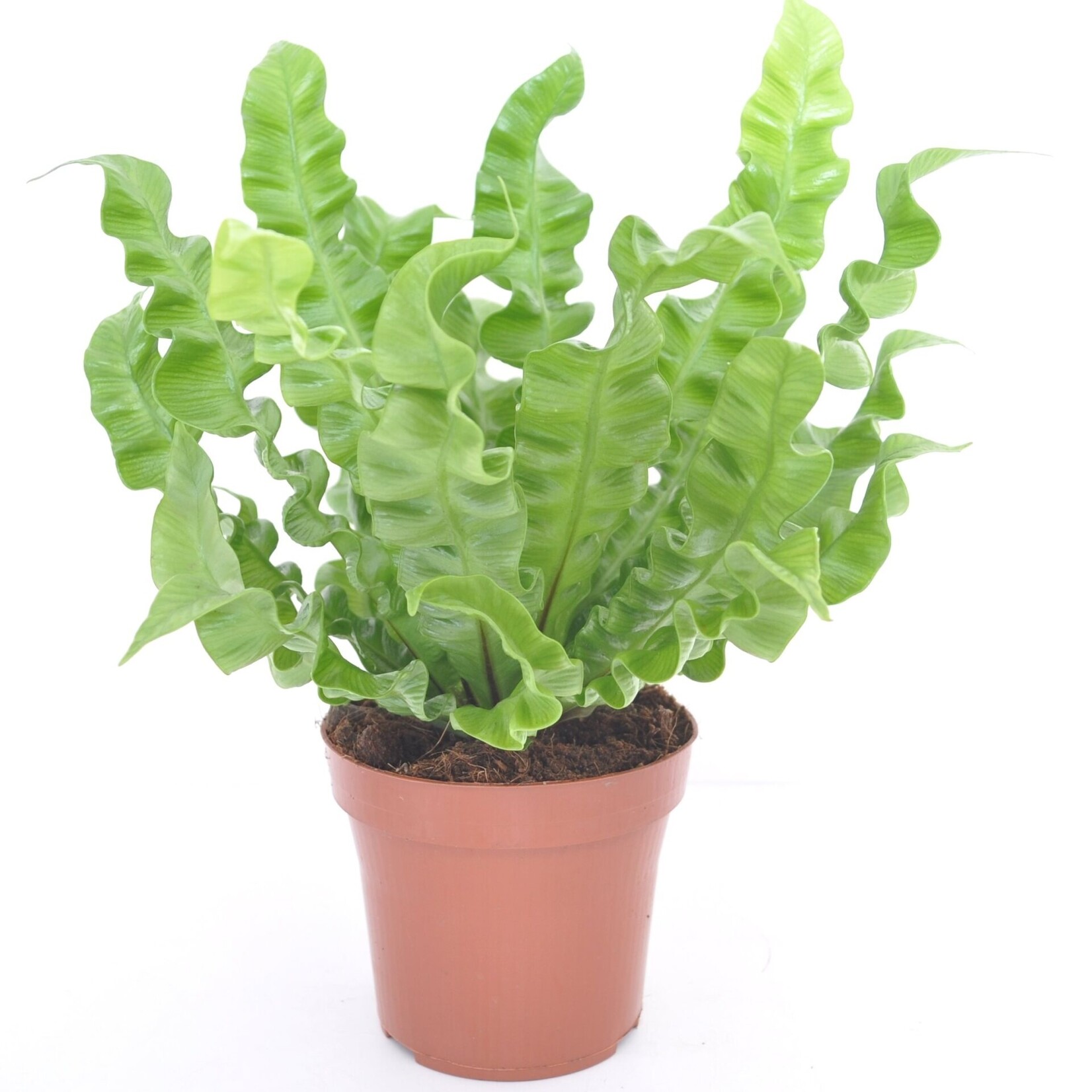 Asplenium nidus 'Crispy Wave'