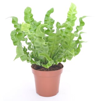 Asplenium nidus 'Crispy Wave'