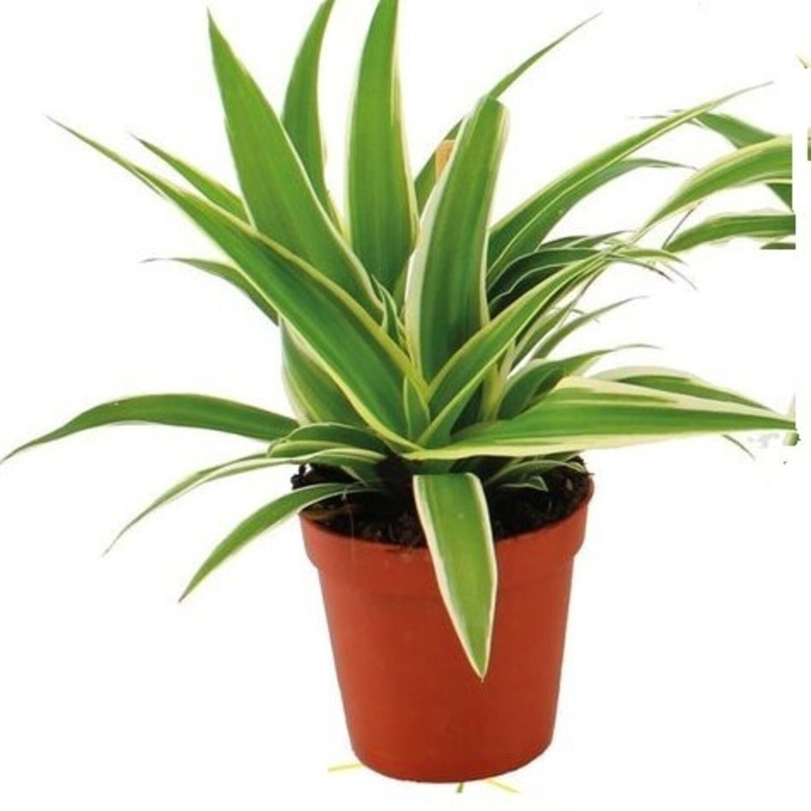 Chlorophytum comosum 'Ocean'