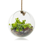 Eco bolvaas 'Eduard'