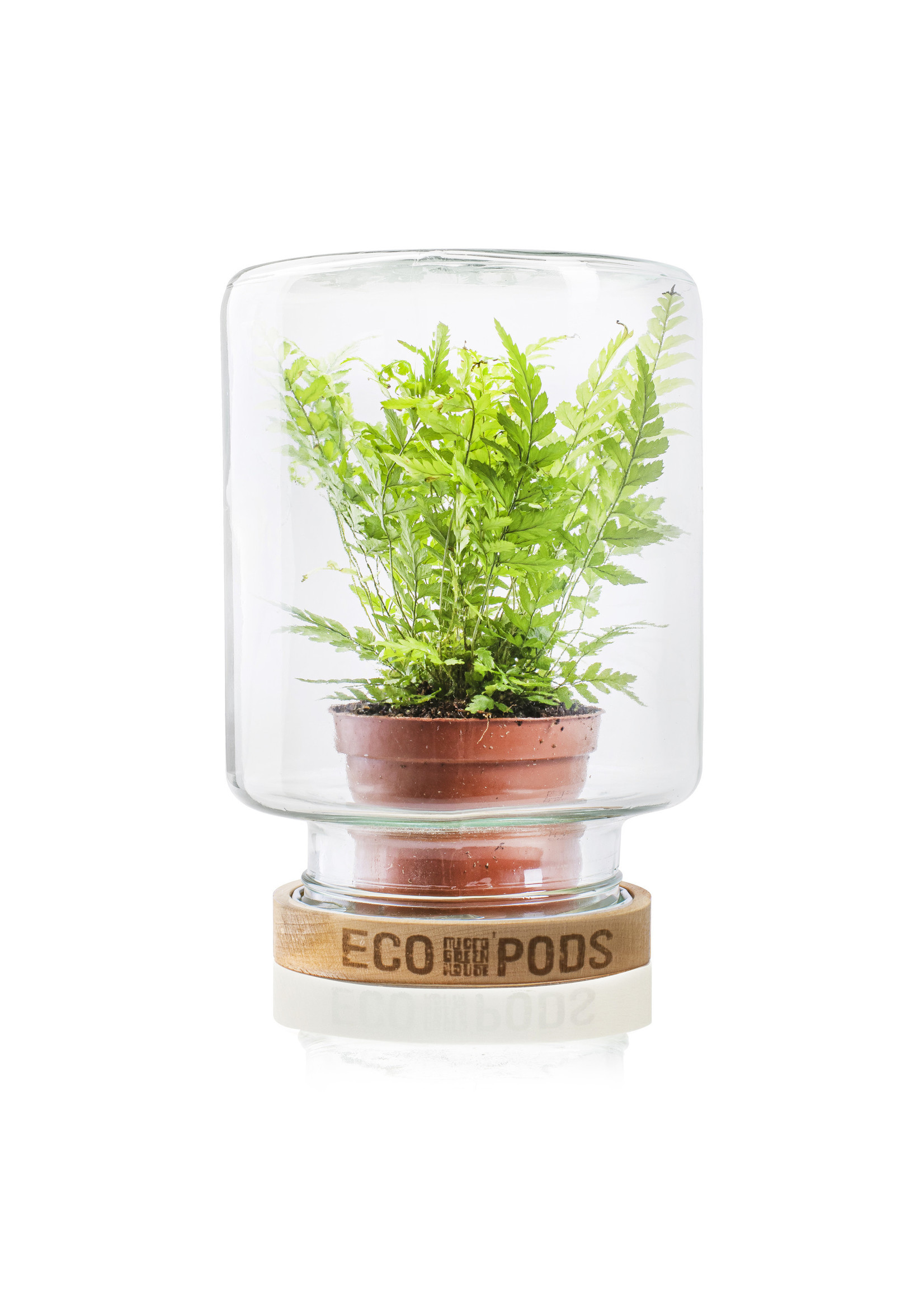 Micro Greenhouse 'Mitch' H20 D15,5 cm Transparant