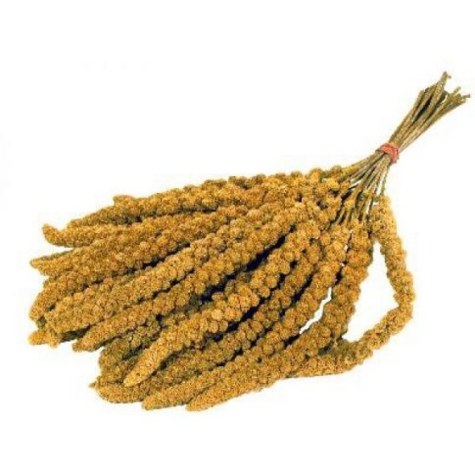 lindenholt trosgierst 20 st kg