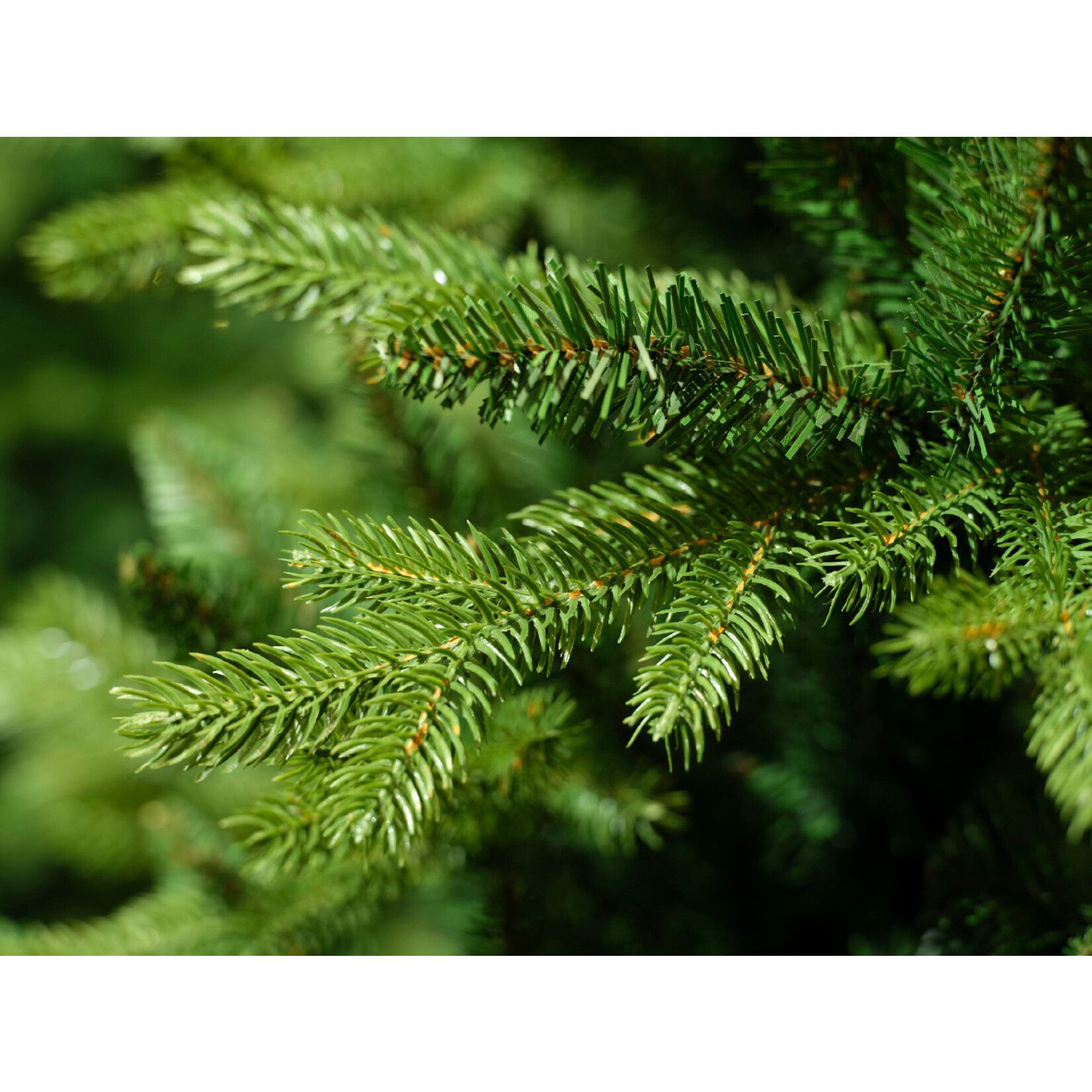 kaemingk Allison boom 180 cm