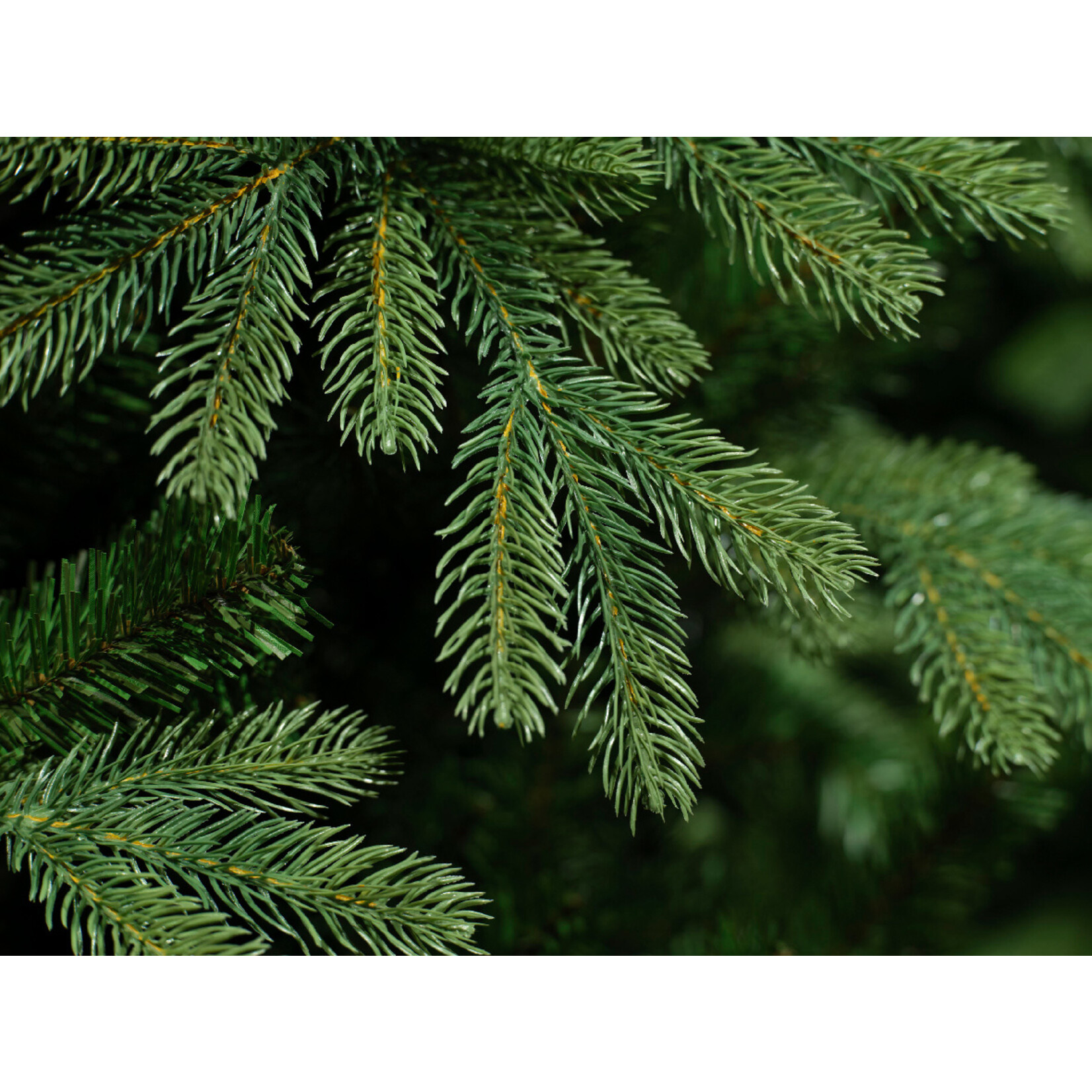 kaemingk Sunndal fir