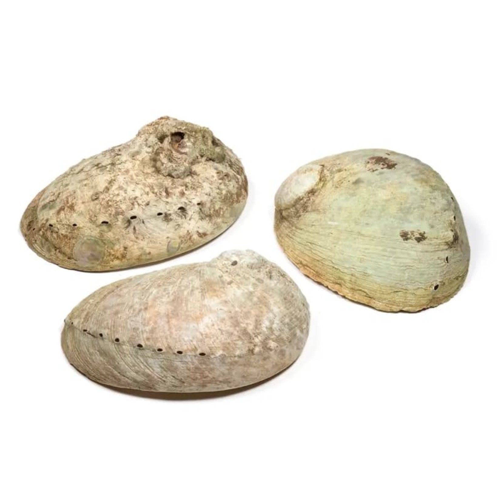 Abalone smudge schelp Haliotis diversicolor M  ±10-12 cm