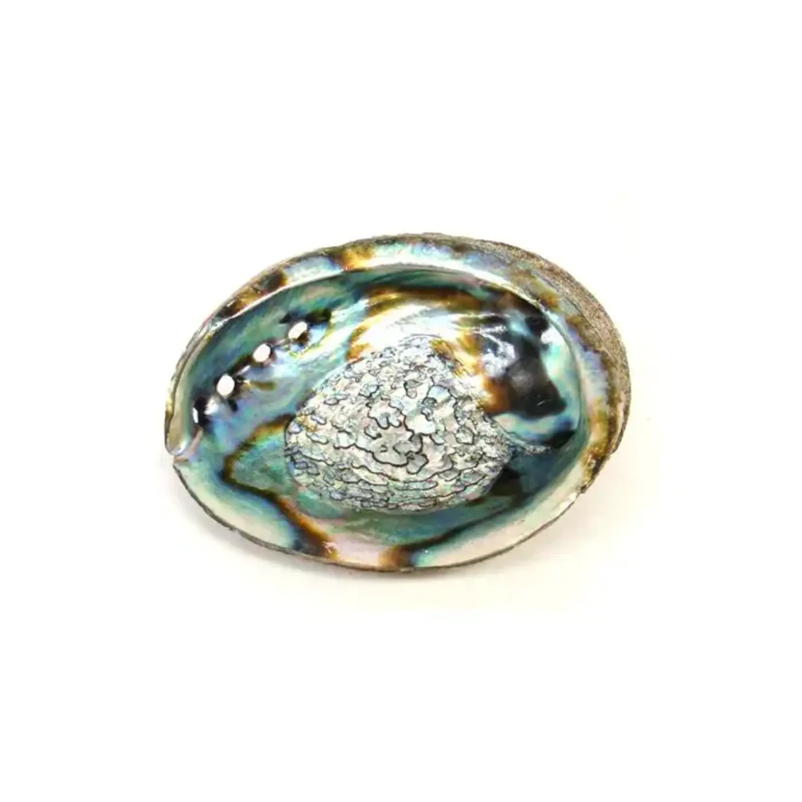 Abalone smudge schelp Haliotis diversicolor M  ±10-12 cm