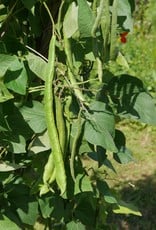 Boon Janumer boon (Stoksnijboon en - droogboon)
