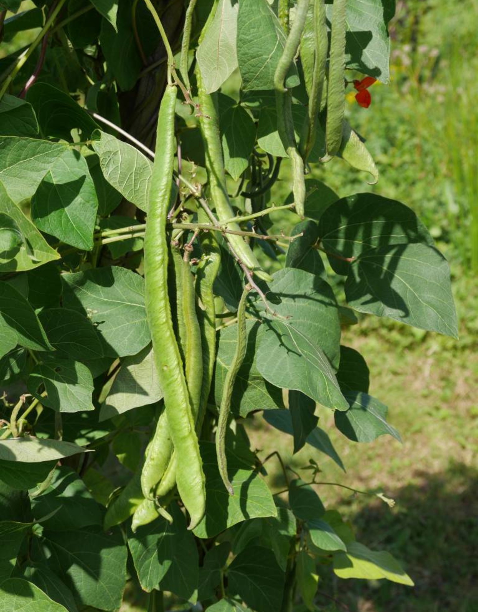 Pronkbonen Janumer boon (Stoksnijboon en - droogboon)