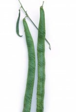 Boon Janumer boon (Stoksnijboon en - droogboon)