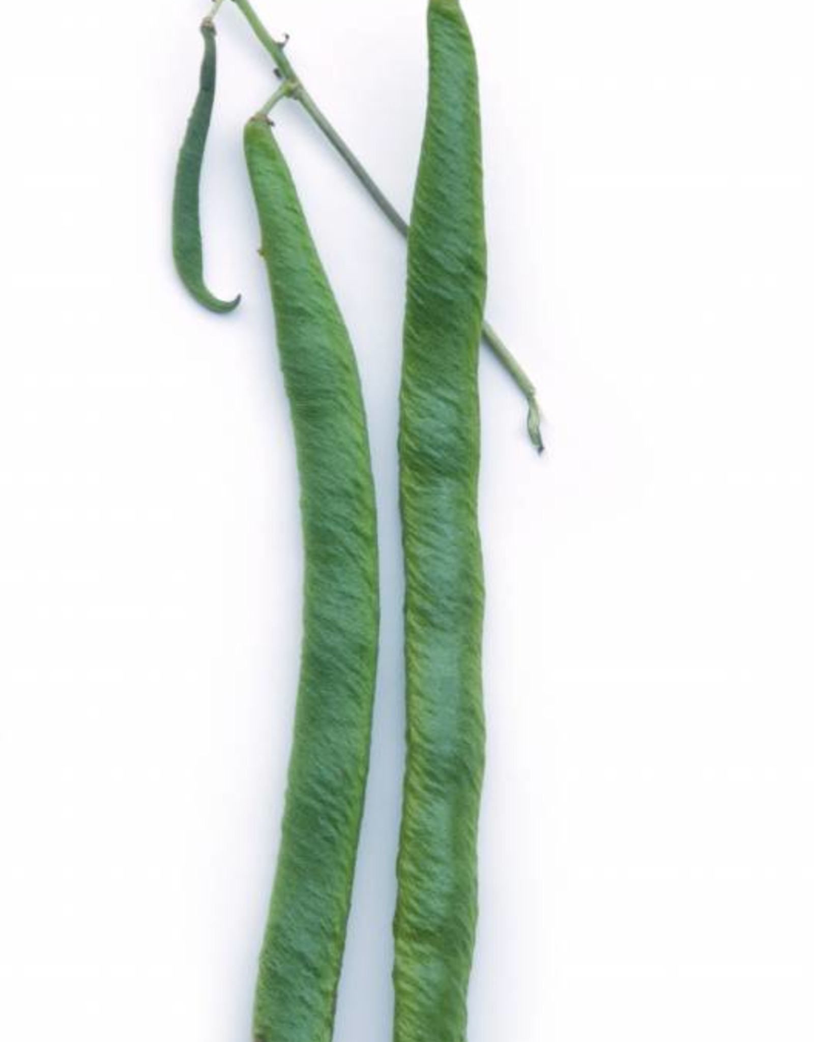 Pronkbonen Janumer boon (Stoksnijboon en - droogboon)