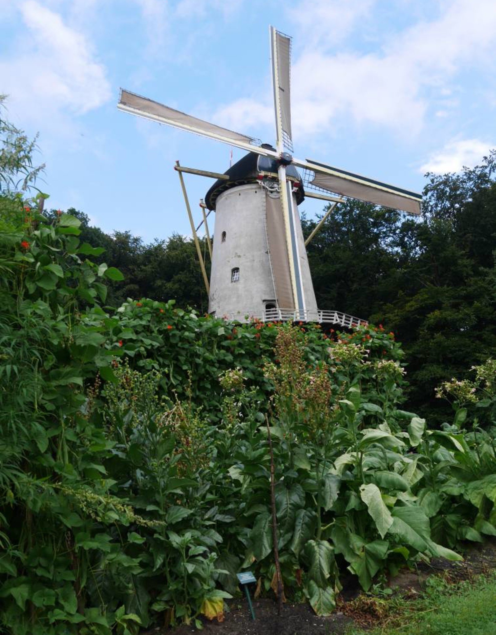 Pronkbonen Janumer boon (Stoksnijboon en - droogboon)