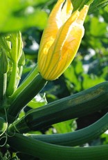 Courgette Mutabile