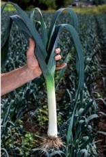 Prei Mechelse Blauwgroene