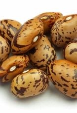 Droogboon Stok - Kievitsboon