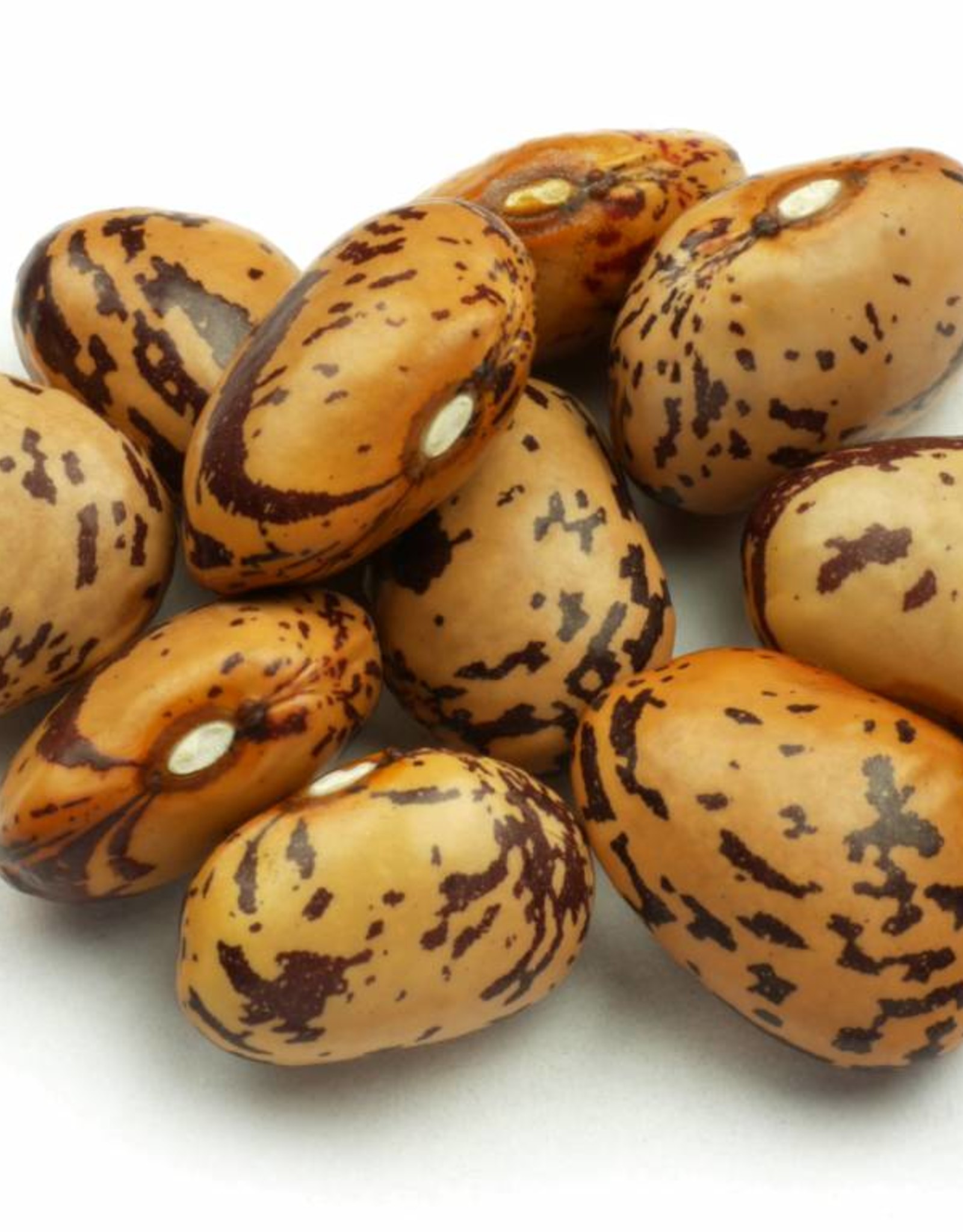 Droogboon Stok - Kievitsboon