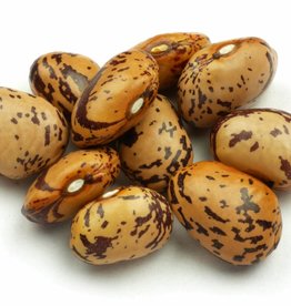 Droogboon Stok - Kievitsboon (stokboon)