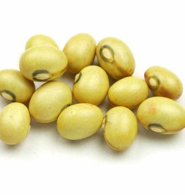 Droogboon Citroenboon (stamboon)