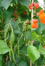 Pronkbonen Janumer boon (Stoksnijboon en - droogboon) Pronkbonen Janumer boon (Stoksnijboon en - droogboon)