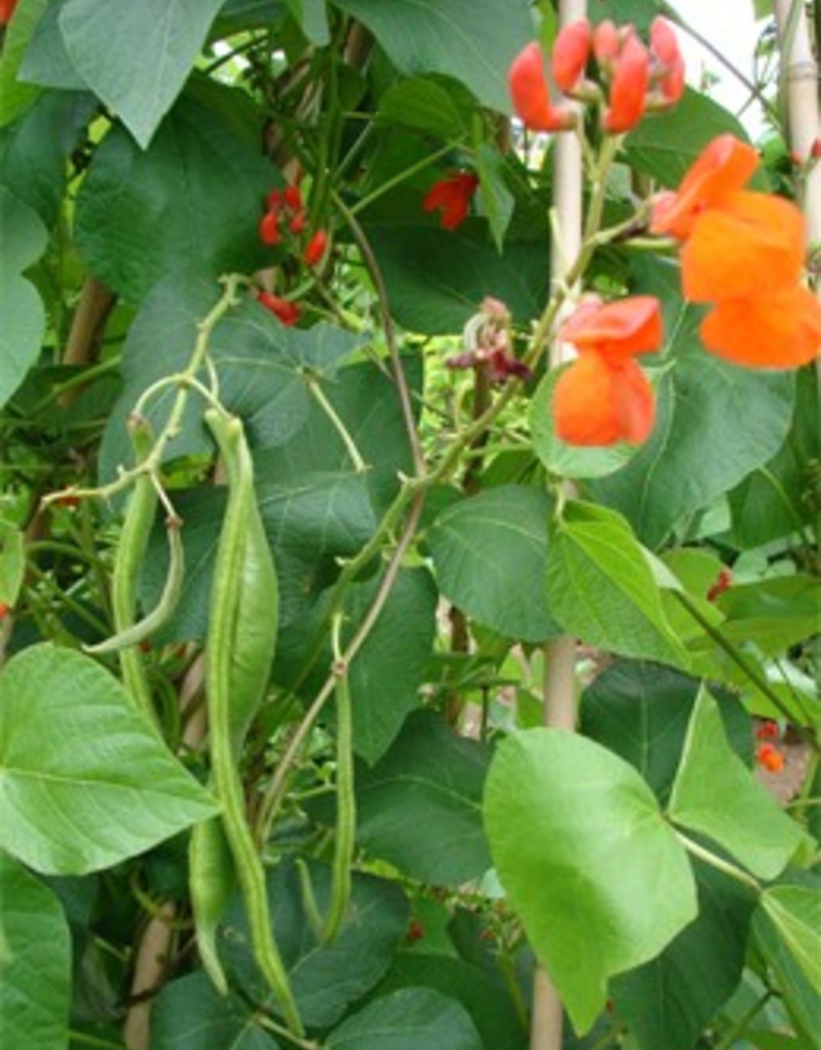 Pronkbonen Janumer boon (Stoksnijboon en - droogboon)