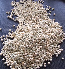 Erwt Senator doperwt