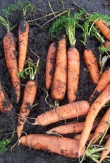 Wortel Ami zomerwortel - Daucus carota