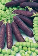 kapucijner Blauwschokker kapucijner