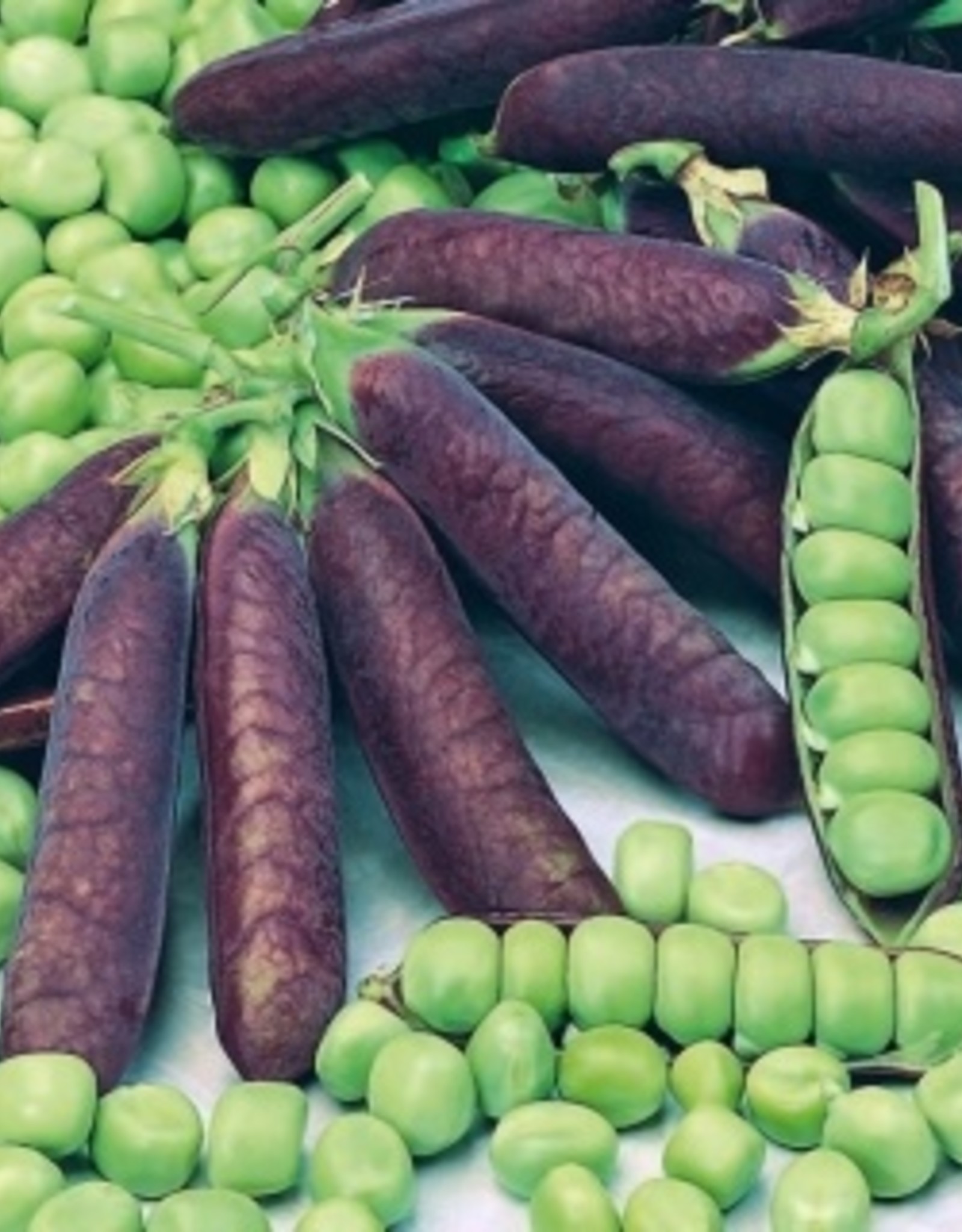 kapucijner Blauwschokker kapucijner
