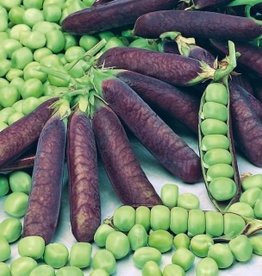 kapucijner Blauwschokker (kapucijner)