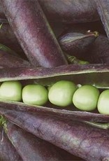 kapucijner Blauwschokker kapucijner