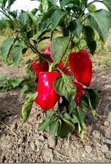 Paprika Buitenpaprika