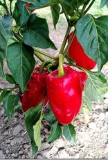 Paprika Buitenpaprika