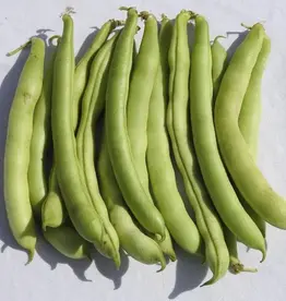 Boon Hinrichs Riesen (stamslaboon & droogboon)