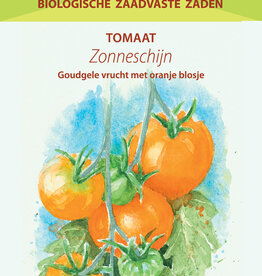 Tomaat Zonneschijn