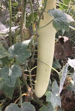 Albaster bewaar komkommer