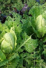 Savooiekool Bloemendaalse Gele