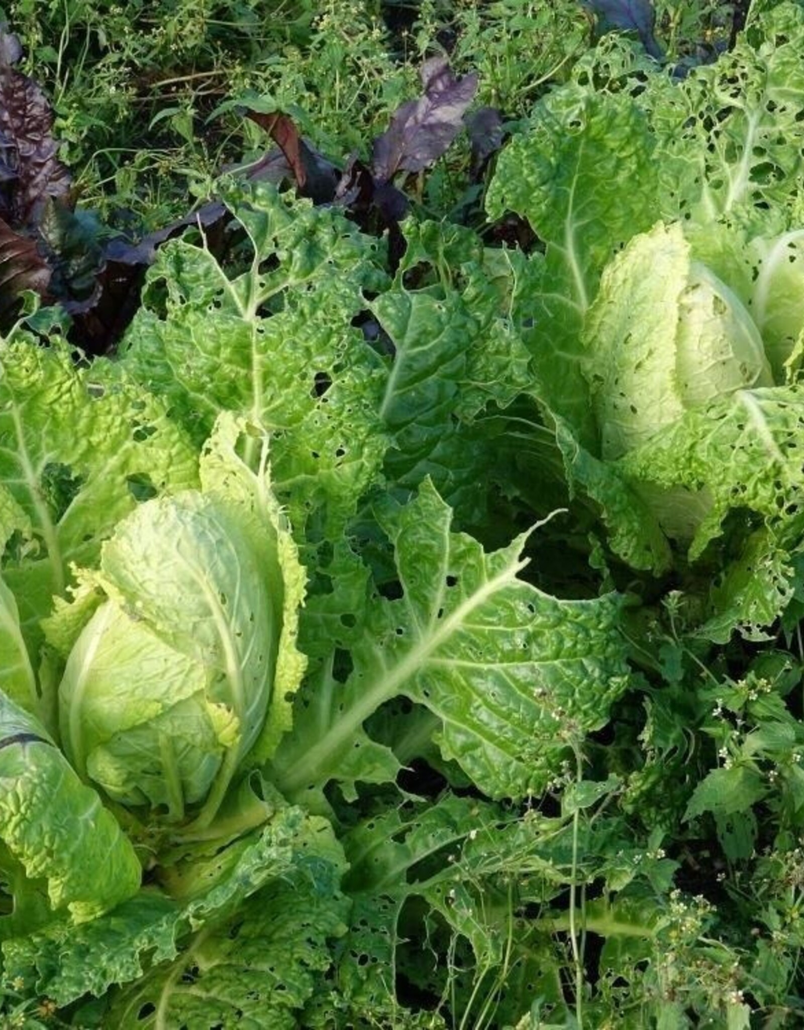 Savooiekool Bloemendaalse Gele