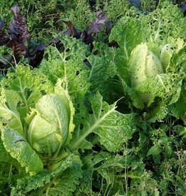 Savooiekool Bloemendaalse Gele