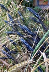 Graan Utregse Blauwe
