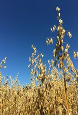 Groenbemestersmix granen