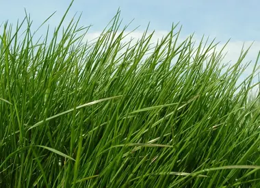 Groenbemesters