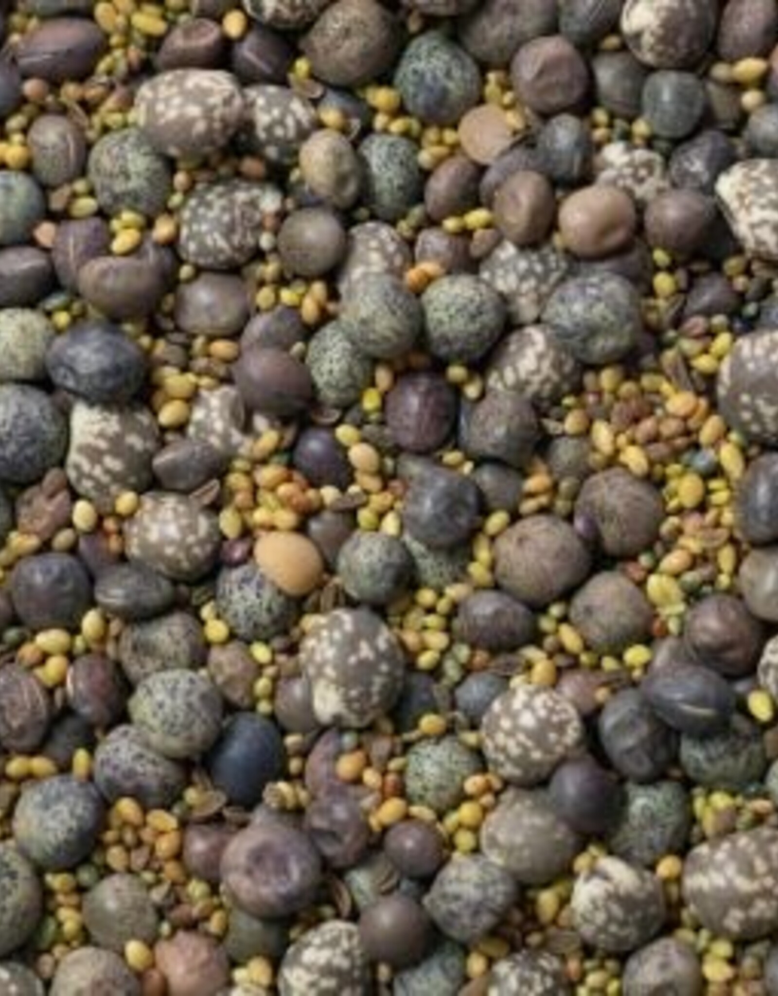 Groenbemester Groenbemestersmix Lauenauer